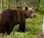H ΚΟΜΑΘ κρούει τον κώδωνα του κινδύνου για τις αρκούδες