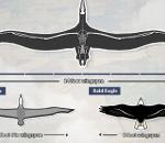Πόσο μεγάλο ήταν το μεγαλύτερο πουλί που έχει πετάξει στη Γη;