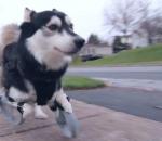 Οι ανάπηροι σκύλοι μπορούν να τρέχουν και πάλι