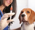 Μηδαμινή η πιθανότητα λοίμωξης των σκύλων από κορωνοϊό