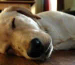 Οι συνήθειες και ανάγκες ύπνου των σκύλων
