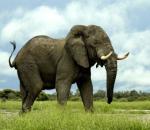 Σε ολική εξαφάνιση ρινόκεροι και ελέφαντες;