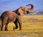 H λαθροθηρία αλλάζει την εξέλιξη των ελεφάντων 