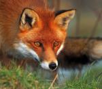 Το Brexit επαναφέρει το κυνήγι της αλεπούς στην Αγγλία 