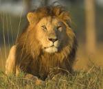 Τα λιοντάρια επιστρέφουν στην Γκαμπόν