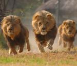 Ανακαλύφθηκε κρυμμένος πληθυσμός λιονταριών