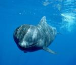 Εκκλήσεις για μέτρα κατά του κυνηγιού φάλαινας στις Νήσους Φερόε