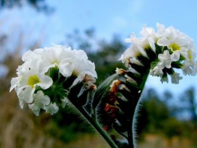 O πλούτος των ελληνικών αρωματικών φυτών