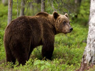 Επίθεση από αρκούδα σε κυνηγό στην Ξάνθη