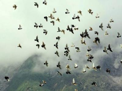Απαγόρευση κυνηγιού στην Ολλανδία λόγω γρίπης των πτηνών