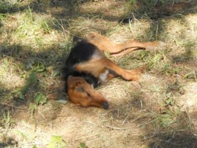 Δηλητηρίαση ποιμενικών και κυνηγετικών σκύλων στην Πίνδο