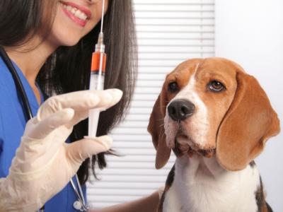 H σημασία του εμβολιασμού στο σκύλο