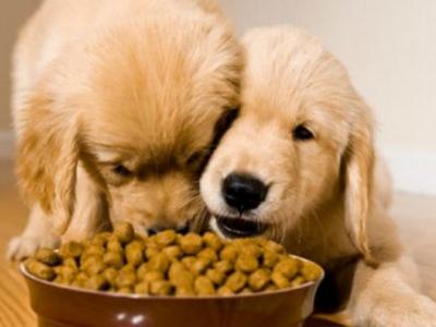 Έρευνα δείχνει ότι οι σκύλοι μοιράζονται την τροφή τους