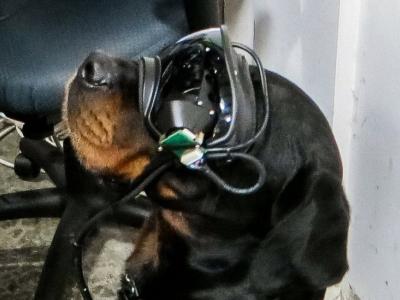 Γυαλιά επαυξημένης πραγματικότητας για σκύλους
