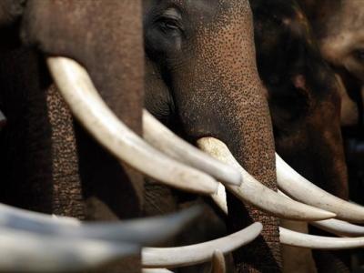 Οι ελέφαντες της Αφρικής κινδυνεύουν από τη λαθροθηρία