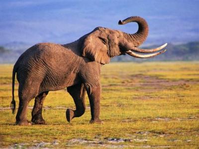 Αρνητικά τα νέα για τους ελέφαντες...