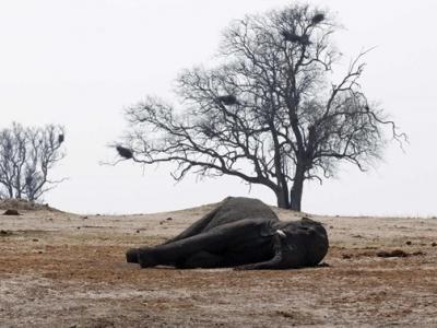 Μαζική εξόντωση ελεφάντων στη Ζιμπάμπουε