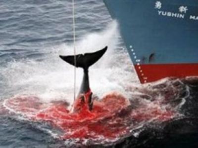 180 φάλαινες νεκρές στην Ισλανδία