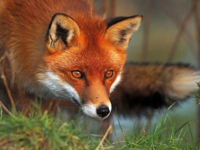 Ξεκινά ο εμβολιασμός των κόκκινων αλεπούδων