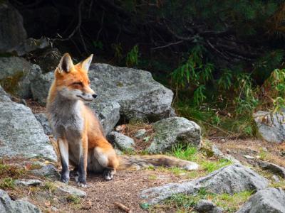 Ολοκληρώθηκε ο εμβολιασμός των αλεπούδων κατά της λύσσας