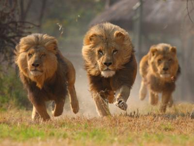 Ανακαλύφθηκε κρυμμένος πληθυσμός λιονταριών