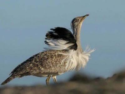Κυνήγι προστατευόμενων πτηνών στο Πακιστάν