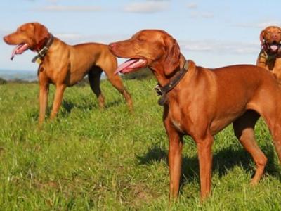 Οι υποχρεώσεις των ιδιοκτητών κυνηγετικών σκύλων