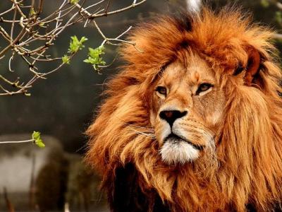 Απαγόρευση εκτροφής αιχμάλωτων λιονταριών στην Αφρική