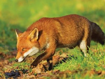 Συλλογή δειγμάτων αλεπούδων για επιτήρηση της λύσσας