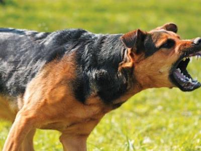 Κρούσμα λύσσας σε σκύλο στην Ελασσόνα