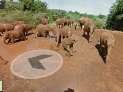 Περπατήστε μαζί με τους ελέφαντες στο Street View