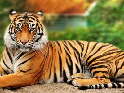 Οι τίγρεις αυξάνουν τον πληθυσμό τους
