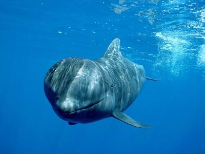 Εκκλήσεις για μέτρα κατά του κυνηγιού φάλαινας στις Νήσους Φερόε