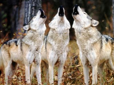 Ερώτηση στη Βουλή για τις συνεχιζόμενες επιθέσεις λύκων