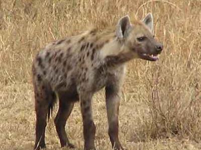 Η εξήγηση της μυρωδιάς της ύαινας